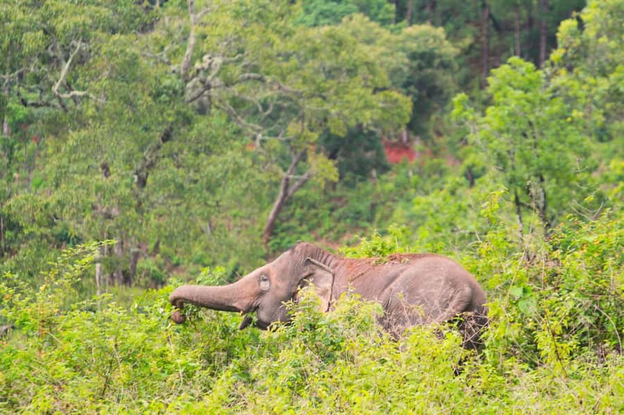 Chiang Mai: Day for Elephant Observation Only Half-day Trip - Pad Thai workshop: your lunch with an elephant-care backdrop
