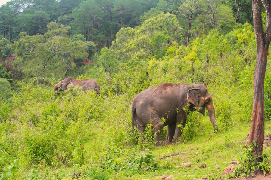 Chiang Mai: Day for Elephant Observation Only Half-day Trip - The 6–7 hour day: pickup windows and how the timing really works
