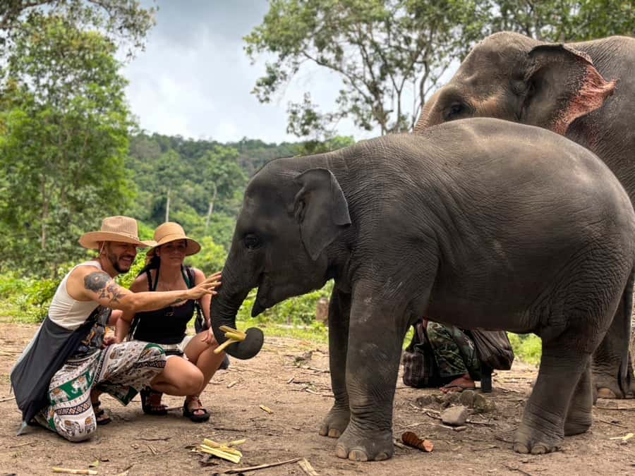 Chiang Mai: Doi Inthanon and Elephant Sanctuary Tour - Lunch With Local Flavor (Including Different Dietary Needs)