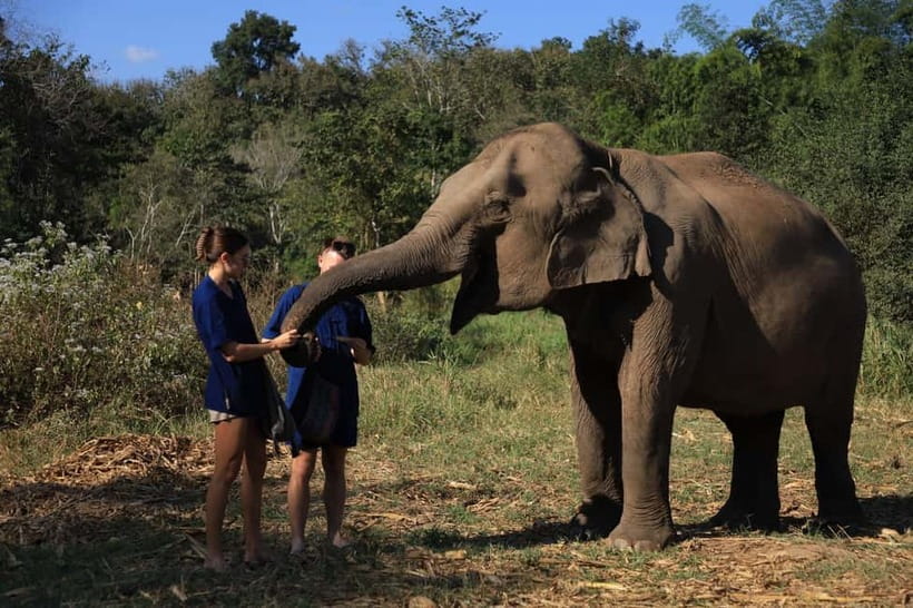 Chiang Mai: Doi Inthanon Hiking & Elephant Sanctuary Program - What the elephant time feels like in practice