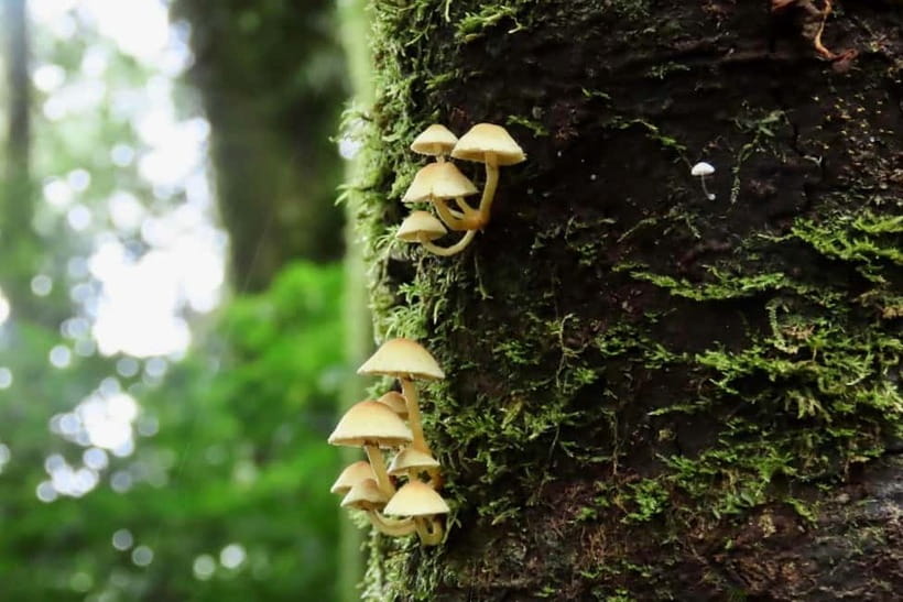 Chiang Mai: Doi Inthanon National Park and Kew Mae Pan Tour - Lunch After the Trek: Included, But Quality Can Vary