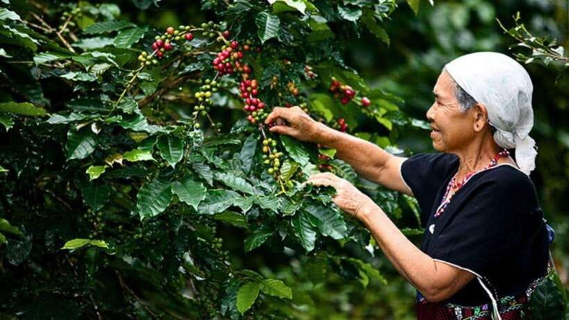 Chiang Mai: Doi Inthanon National Park Sightseeing Only - Key points that make this day trip tick