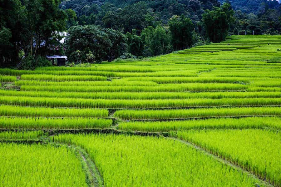 Chiang Mai: Doi Inthanon National Park, Waterfall & Lunch - The value equation: what’s included versus what might cost extra