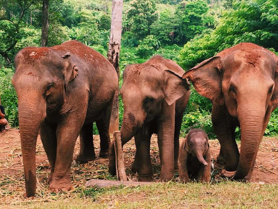 Chiang Mai: Doi Inthanon Park Hiking & Elephants Sanctuary - Thailand’s highest point plus the King and Queen Pagodas