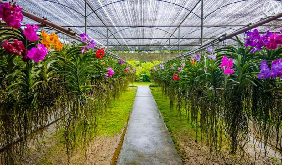 Chiang Mai: Doi Suthep, Orchid Farm and Waterfall with Lunch - Wat Pha Lat: the quieter temple side stop