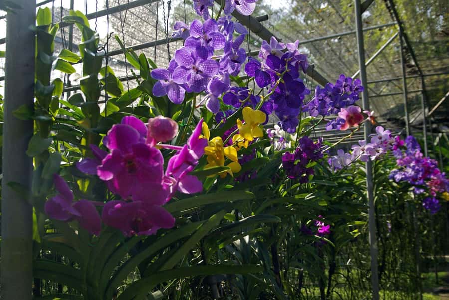 Chiang Mai: Doi Suthep, Orchid Farm and Waterfall with Lunch - Optional Karen Village: an extra culture stop if you want it