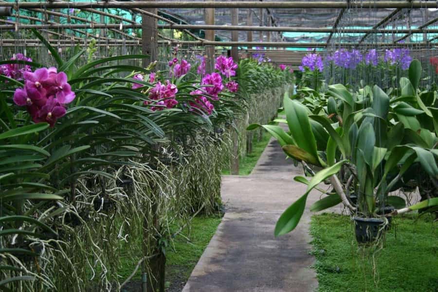 Chiang Mai: Doi Suthep, Orchid Farm and Waterfall with Lunch - What to pack (and what not to bring)