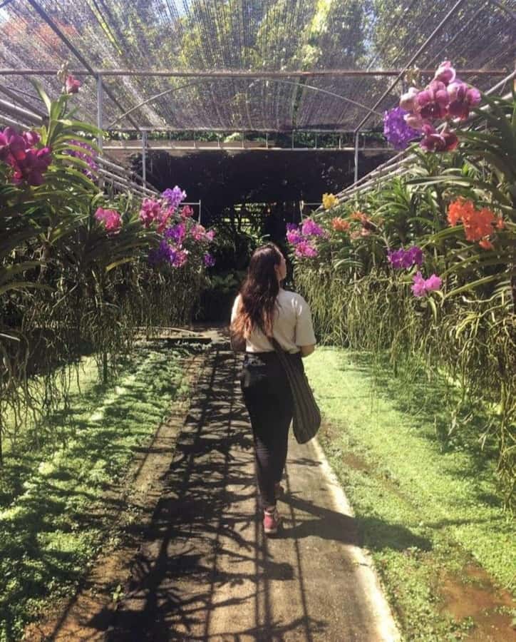 Chiang Mai: Doi Suthep, Orchid Farm and Waterfall with Lunch - Who should book this day trip, and who should skip it