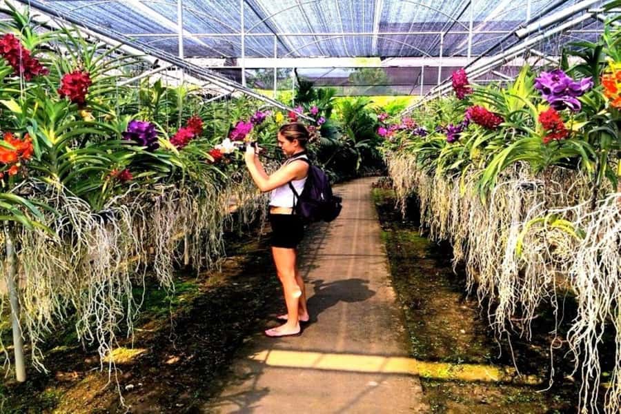 Chiang Mai: Doi Suthep, Orchid Farm and Waterfall with Lunch - Should you book this tour? My practical take