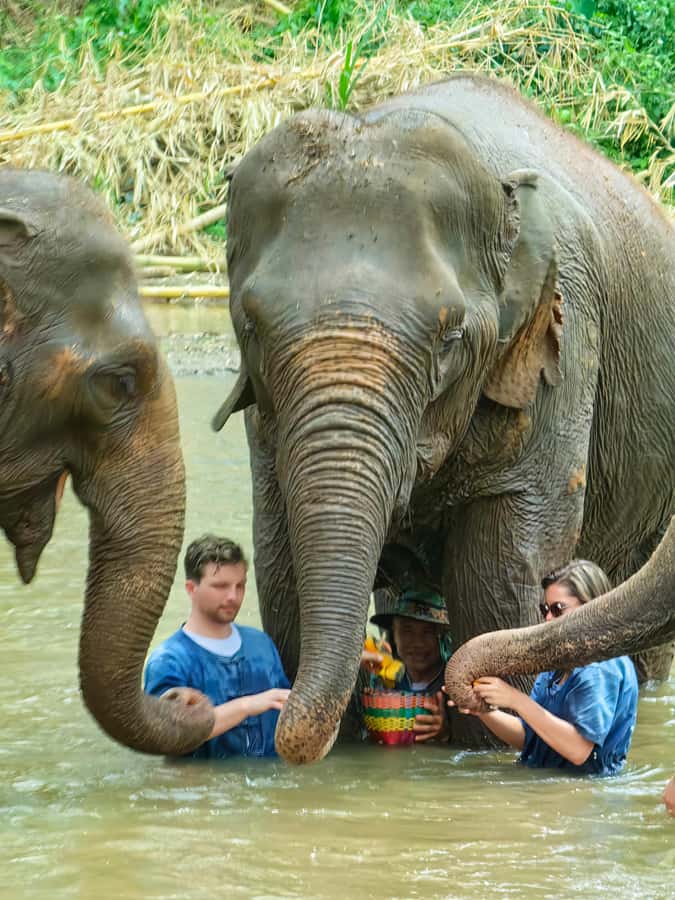 Chiang Mai : Elephant Care & Long necked village - Elephant interaction: feeding, photos, and bathing