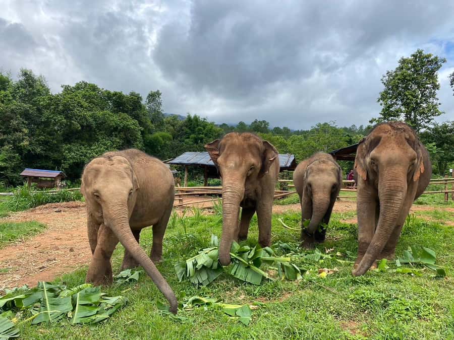 Chiang Mai: Elephant Dream Project Sanctuary - Full Day - Key things to know before you book