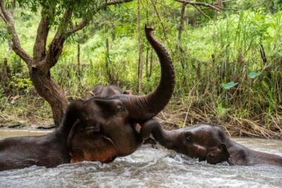 Chiang Mai: Elephant Dream Project Sanctuary - Full Day - Hotel Pickup and the Curvy Mountain Ride