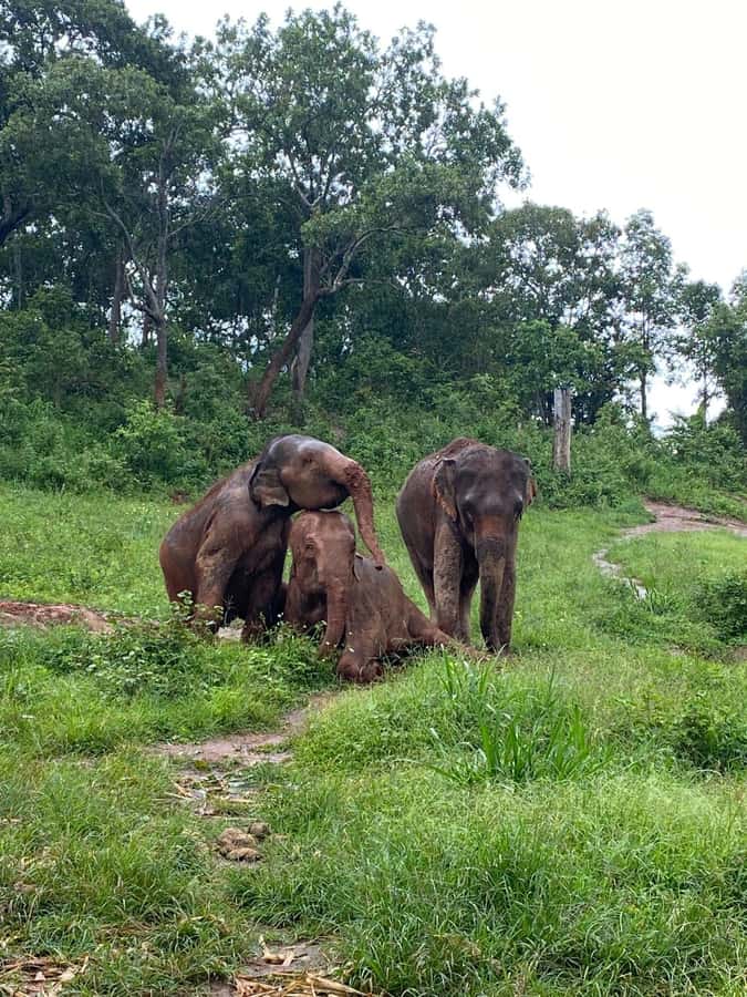 Chiang Mai: Elephant Dream Project Sanctuary - Full Day - Walking in the Jungle: What the “Walk Together” Experience Really Feels Like