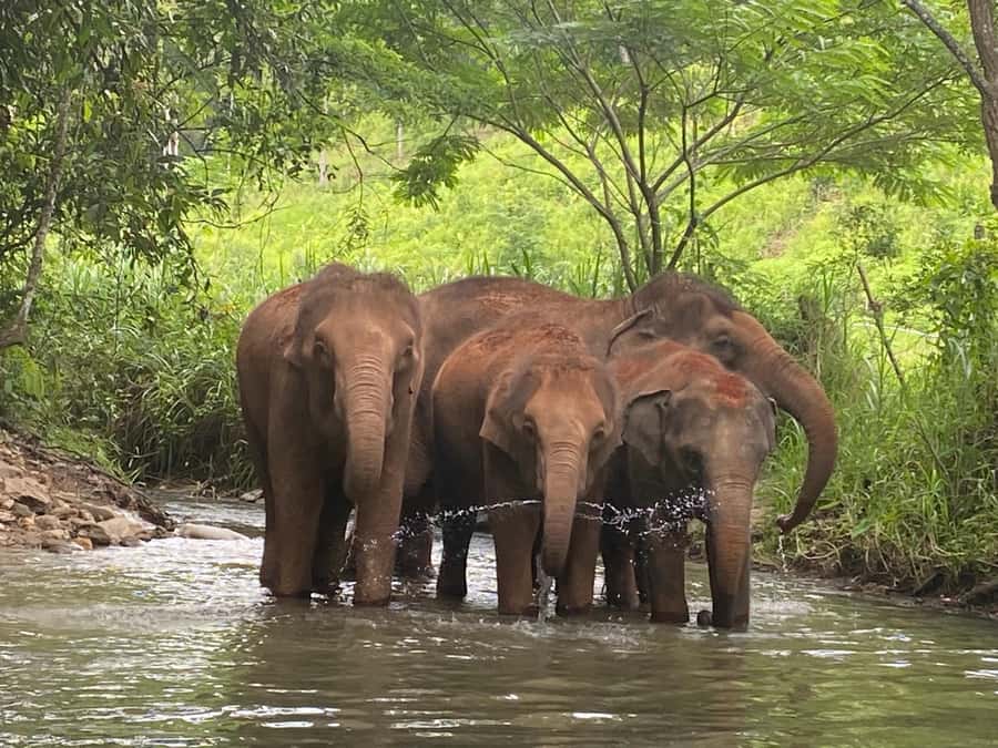 Chiang Mai: Elephant Dream Project Sanctuary - Full Day - Group Size, Pace, and What to Expect Day-Of