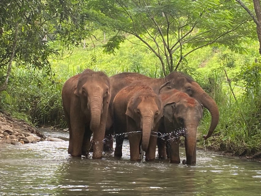 Chiang Mai: Elephant Dream Project Sanctuary - Half-Day - Who should book this (and who should skip it)