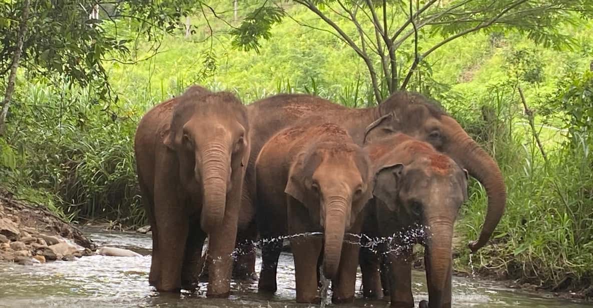 Chiang Mai: Elephant Dream Project Sanctuary - Half-Day - Feeding elephants and walking their jungle route