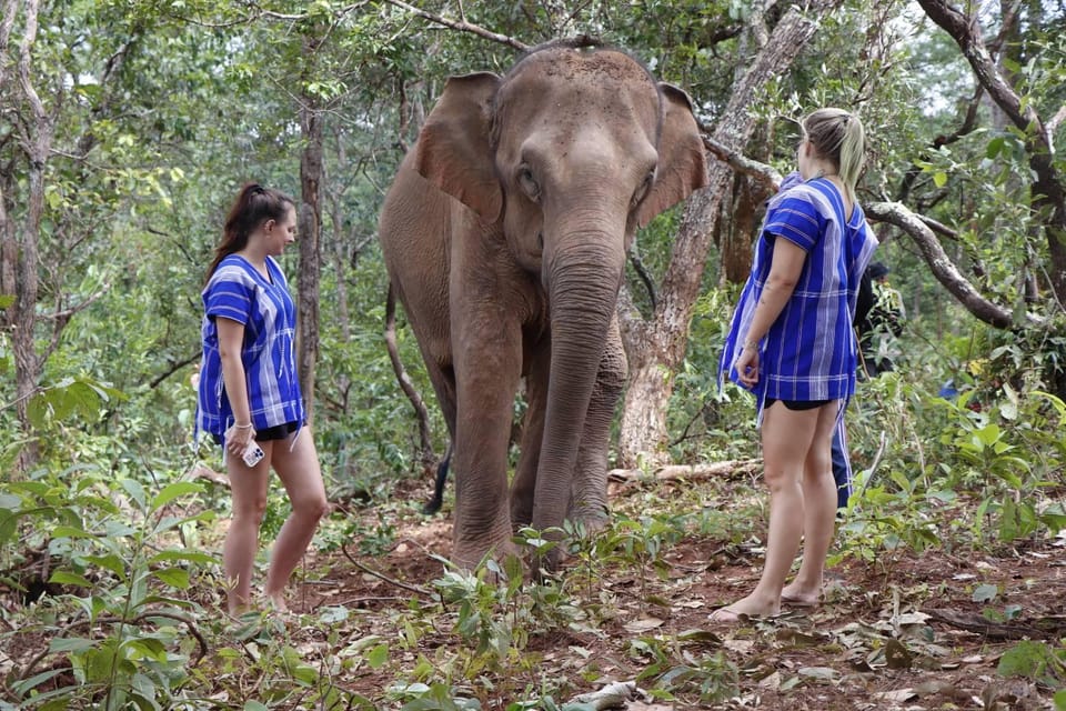 Chiang Mai: Elephant Dream Project Sanctuary - Half-Day - Price and value: what $51 buys you in a 4-hour half day