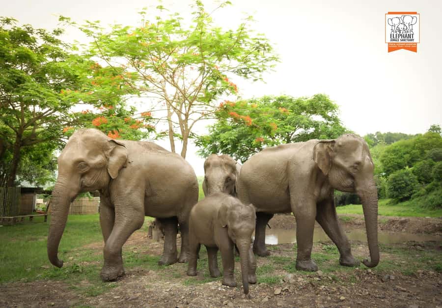 Chiang Mai Elephant Jungle Sanctuary &Mama Noi Cooking Class - Meeting the Elephants: Feeding, Playing, and Learning How to Behave