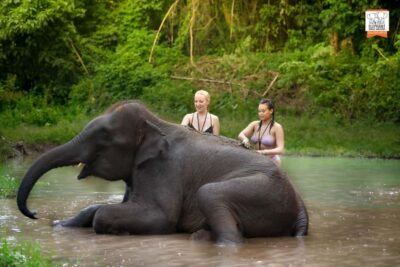 Chiang Mai Elephant Jungle Sanctuary &Mama Noi Cooking Class - Morning Pickup and Countryside Drive to the Elephant Jungle Sanctuary