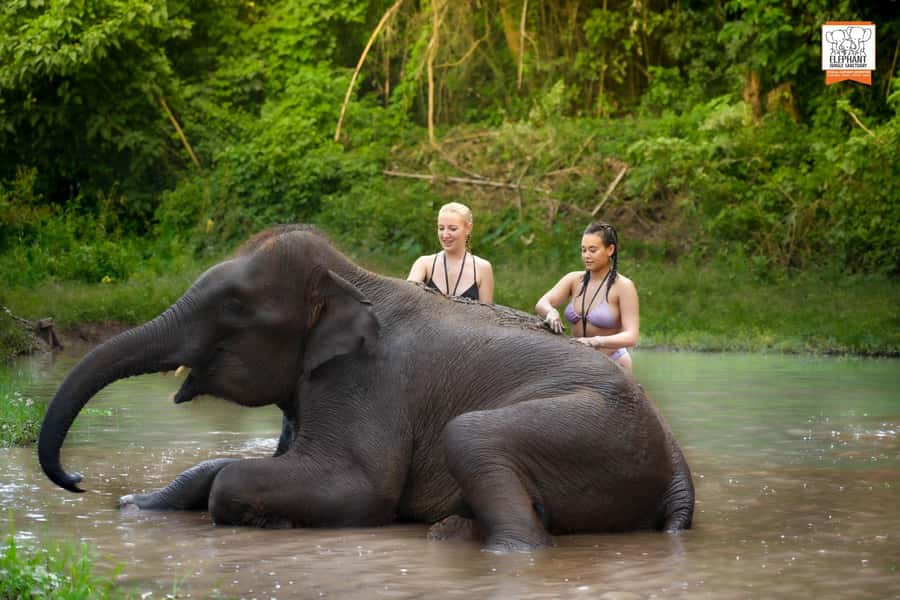 Chiang Mai Elephant Jungle Sanctuary &Mama Noi Cooking Class - Morning Pickup and Countryside Drive to the Elephant Jungle Sanctuary