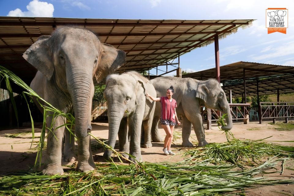 Chiang Mai: Elephant Jungle Sanctuary with Lunch & Transfer - Free-roaming walks: why “watching” is part of the activity