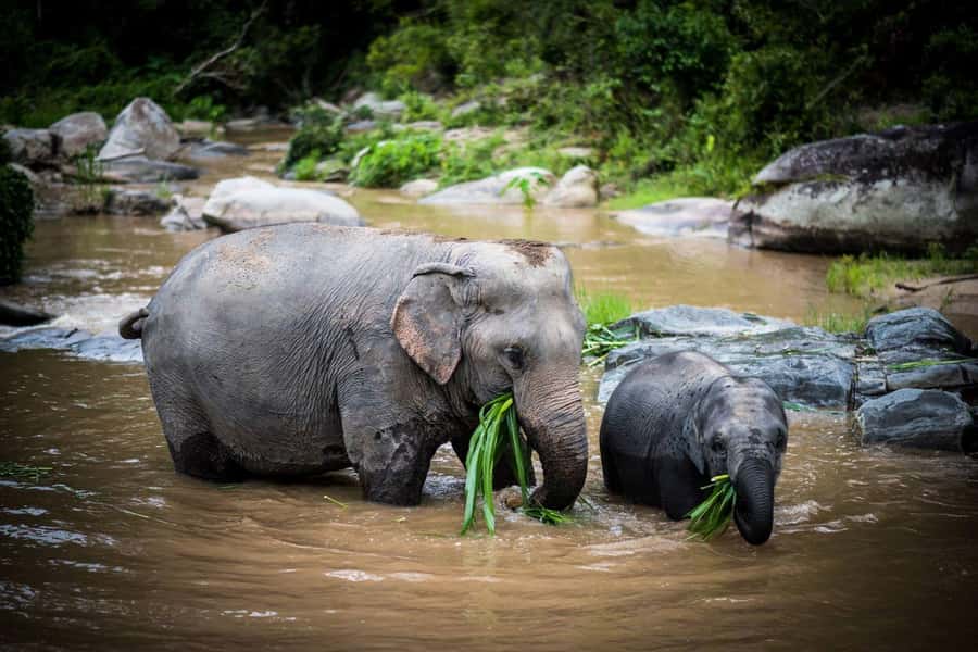 Chiang Mai Elephant Recovery Center, Doi Inthanon and Hiking - Why this Chiang Mai elephant + Doi Inthanon combo works