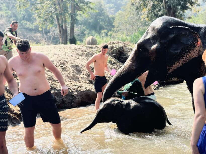 Chiang Mai: Elephant Sanctuary Feeding Program Half-Day Tour - The river stop: swimming and bathing when elephants choose