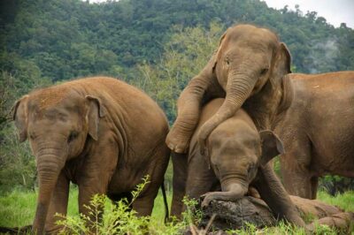 Chiang Mai: Elephant Sanctuary Guided Tour in Spanish - The banana basket greeting: feeding without the tourist vibe