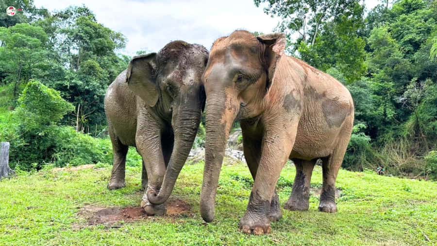 Chiang Mai: Elephant Sanctuary & Suthep Temple Sunrise View - Lunch and workshop: two ways to take Chiang Mai home
