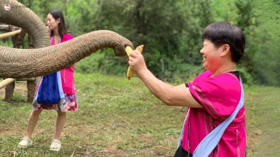 Chiang Mai: Elephant Sanctuary & Suthep Temple Sunrise View - Who this is best for (and who should skip it)
