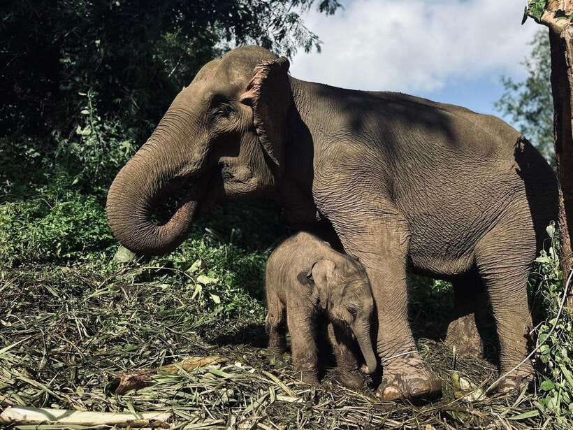 Chiang Mai: Elephant Sanctuary, Waterfall & Bamboo Rafting - Key Takeaways Before You Go
