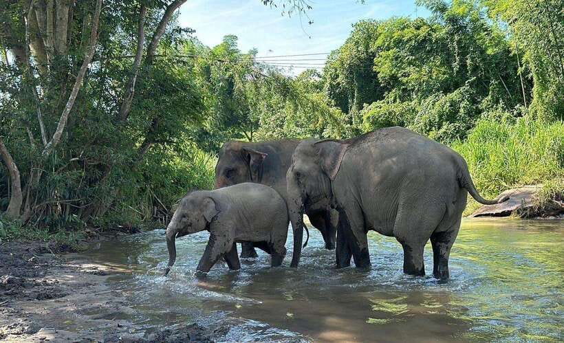 Chiang Mai: Elephant Sanctuary, Waterfall & Bamboo Rafting - Price and Value: Is $60 Worth It for 9 Hours?