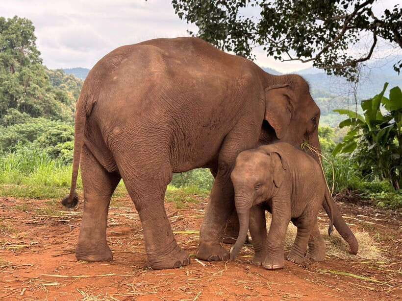 Chiang Mai: Elephant Sanctuary & Waterfall Group Tour - Meeting the elephants: feeding, touching, foraging watching, and elephant families