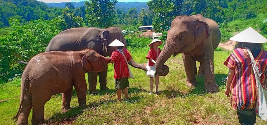 Chiang Mai Elephant Village Life: Long Neck & Bamboo Rafting - Who This Tour Fits Best (and Who Should Reconsider)
