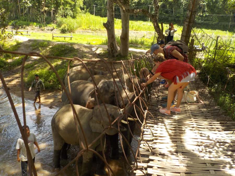 Chiang Mai Elephant Village Life: Long Neck & Bamboo Rafting - Mae Wang Waterfall Walk: A Mountain Reset