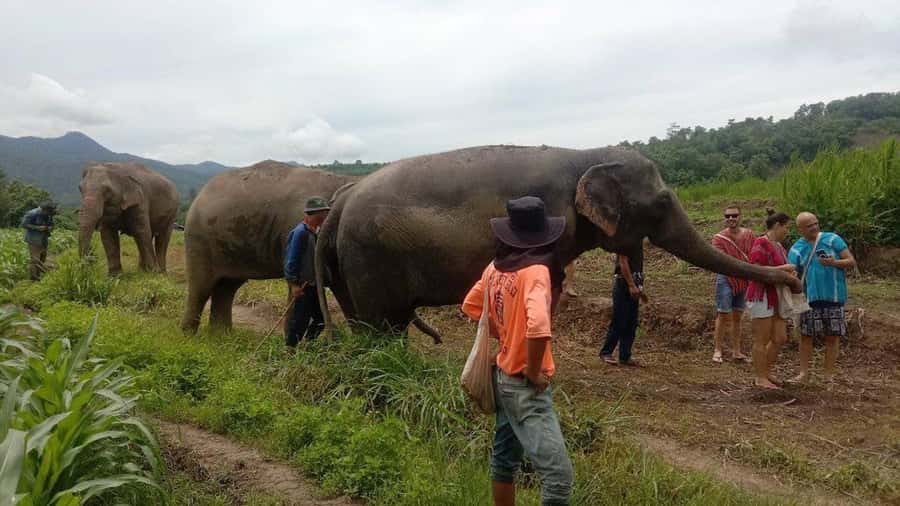 Chiang Mai Elephant Village Life: Long Neck & Bamboo Rafting - What to Bring: Swimwear, Shoes, and Bug Protection