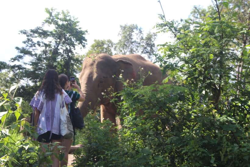 CHIANG MAI ELEPHANT VILLAGE SANCTUARY JUNGLE ADVENTURE - Lunch With Ken’s Family and the Social Part of the Day