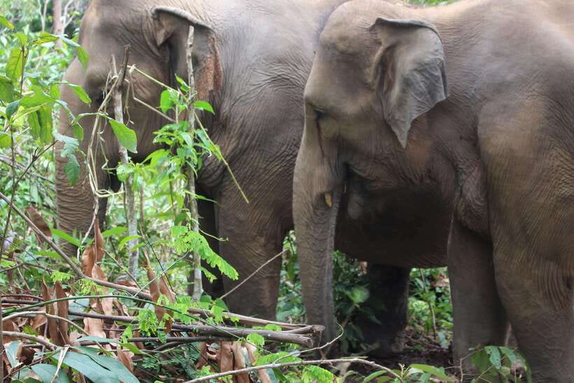 CHIANG MAI ELEPHANT VILLAGE SANCTUARY JUNGLE ADVENTURE - How the 6 Hours Fit Together (and Where the Free Time Lands)