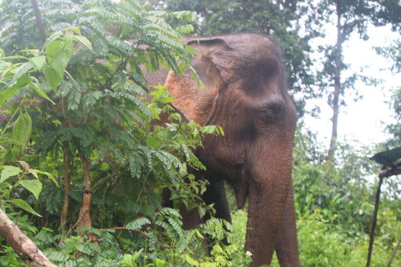 CHIANG MAI ELEPHANT VILLAGE SANCTUARY JUNGLE ADVENTURE - Price and Value: What You’re Actually Paying For