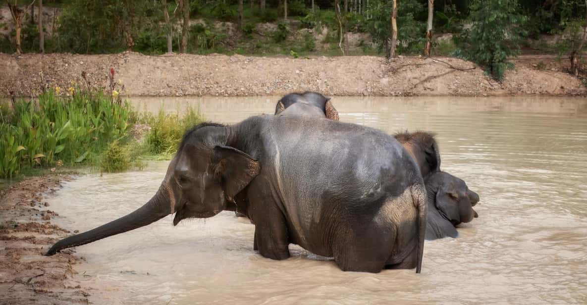Chiang Mai: Ethical Elephant Encounter Feeding Program - Ethical elephant feeding in Chiang Mai: how the 1 hour really feels