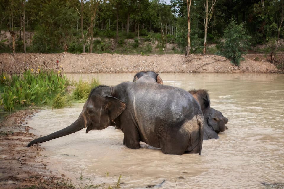 Chiang Mai: Ethical Elephant Encounter Feeding Program - Your feeding moment: treats, rules, and elephant behavior cues