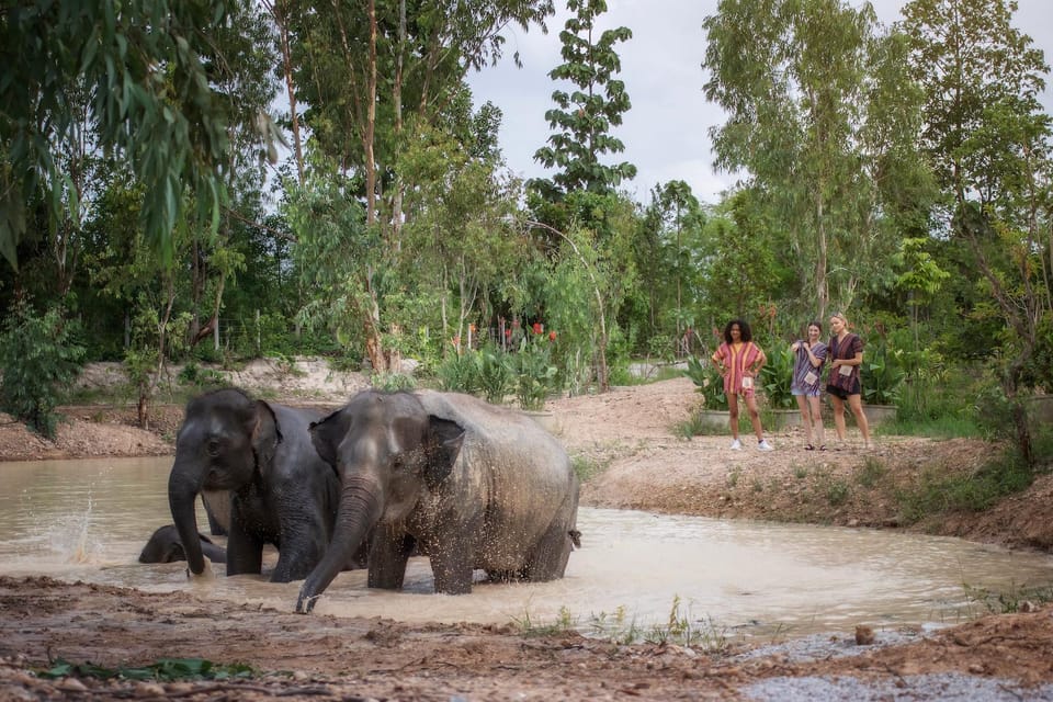 Chiang Mai: Ethical Elephant Encounter Feeding Program - What the guide teaches you (and why it sticks)