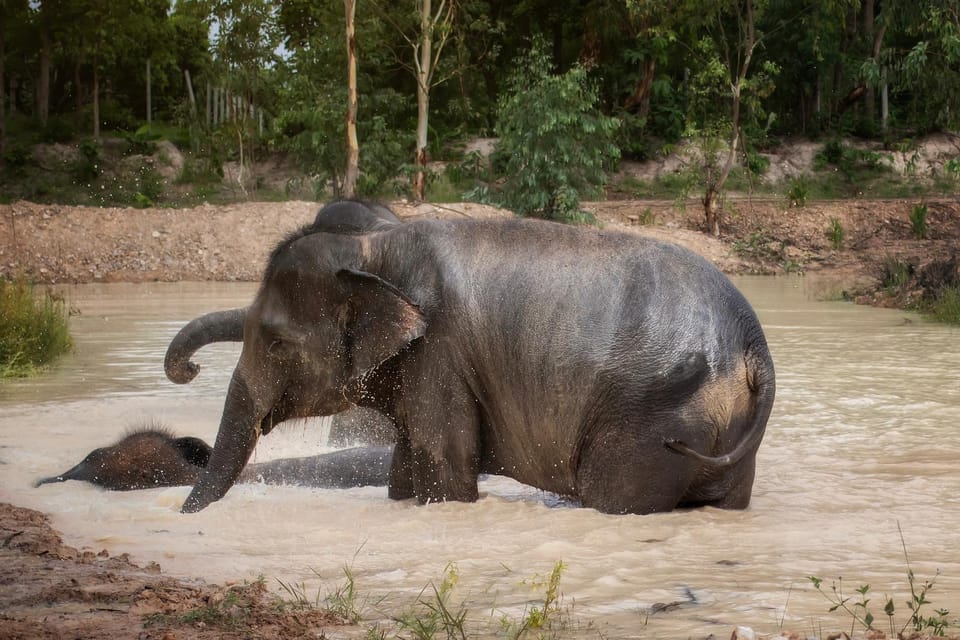 Chiang Mai: Ethical Elephant Encounter Feeding Program - Small-group chances and when to schedule