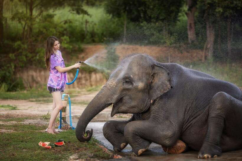 Chiang Mai: Ethical Elephant Feeding & Shower Program - Elephant Jungle Sanctuary and the ethical feed-and-shower idea