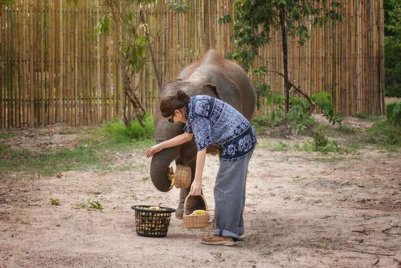 Chiang Mai: Ethical Elephant Feeding & Shower Program - Helping prepare natural dietary supplements