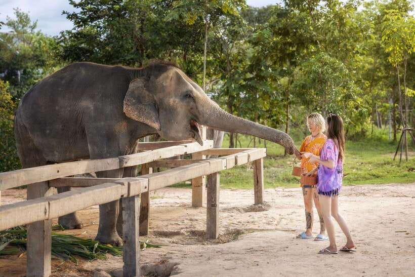 Chiang Mai: Ethical Elephant Feeding & Shower Program - The outdoor elephant rain shower: what to expect