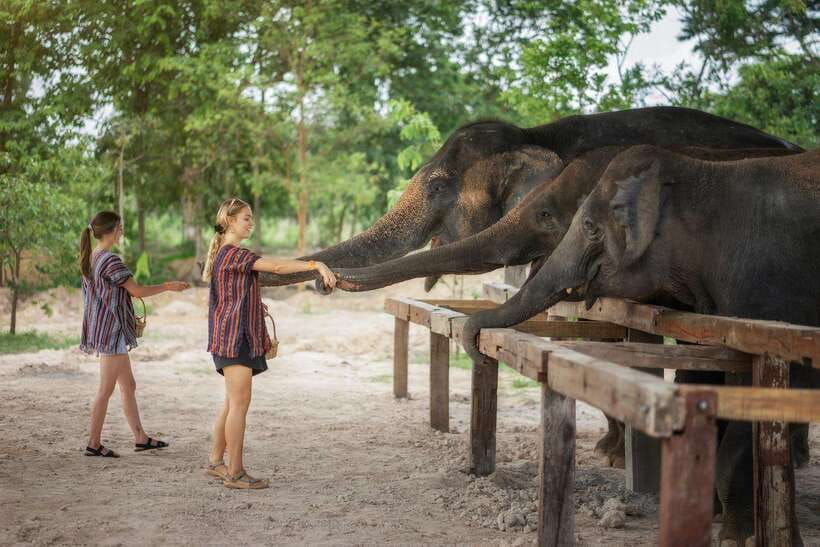 Chiang Mai: Ethical Elephant Feeding & Shower Program - Spending extra time at the EJS Education Center
