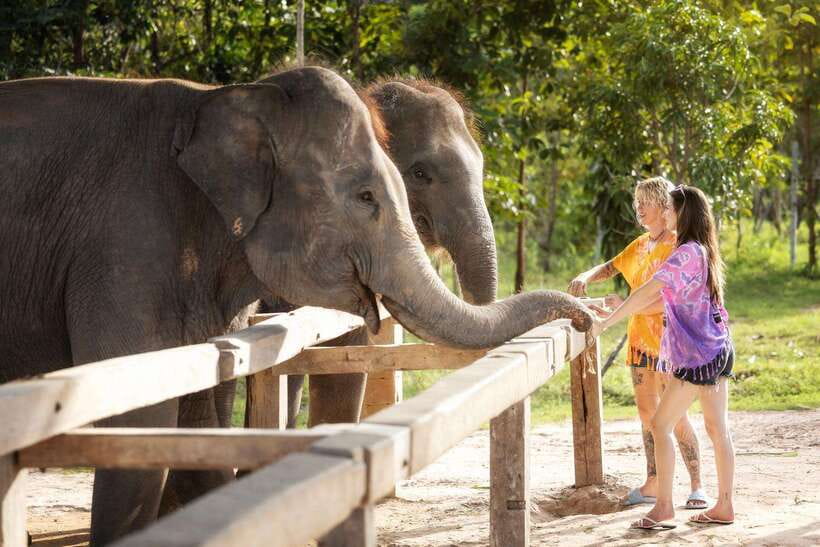 Chiang Mai: Ethical Elephant Feeding & Shower Program - What to pack and what to do so the day goes smoothly