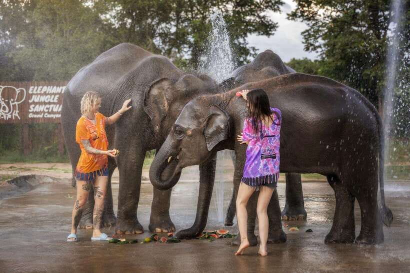 Chiang Mai: Ethical Elephant Feeding & Shower Program - Entering the experience: arrival, briefing, and safety rules
