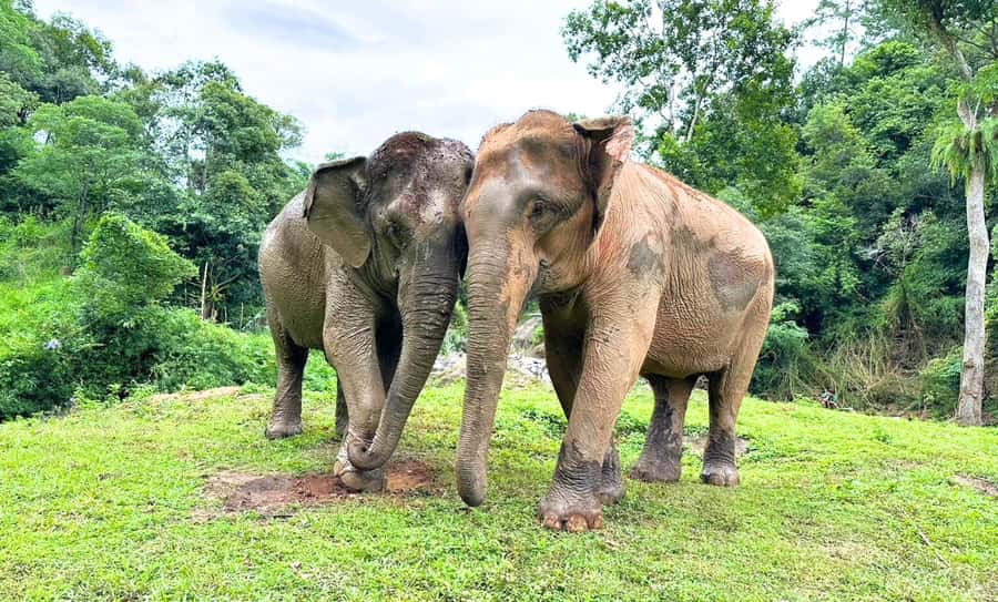 Chiang Mai: Full Day Ethical Elephant Sanctuary & Waterfall - Key things to know before you go